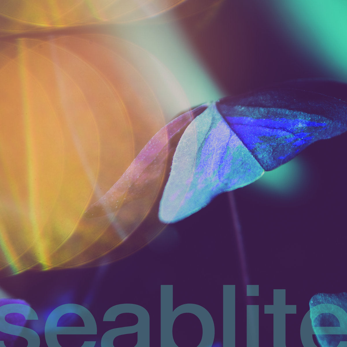 Seablite: Breadcrumbs (7" Vinyl Single)